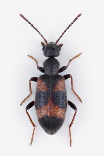 Réf. 342 714 : Anthicus antherinus
